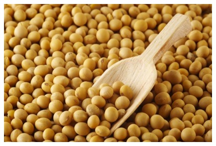 Manufacturers Exporters and Wholesale Suppliers of Oil Seeds Mumbai Maharashtra